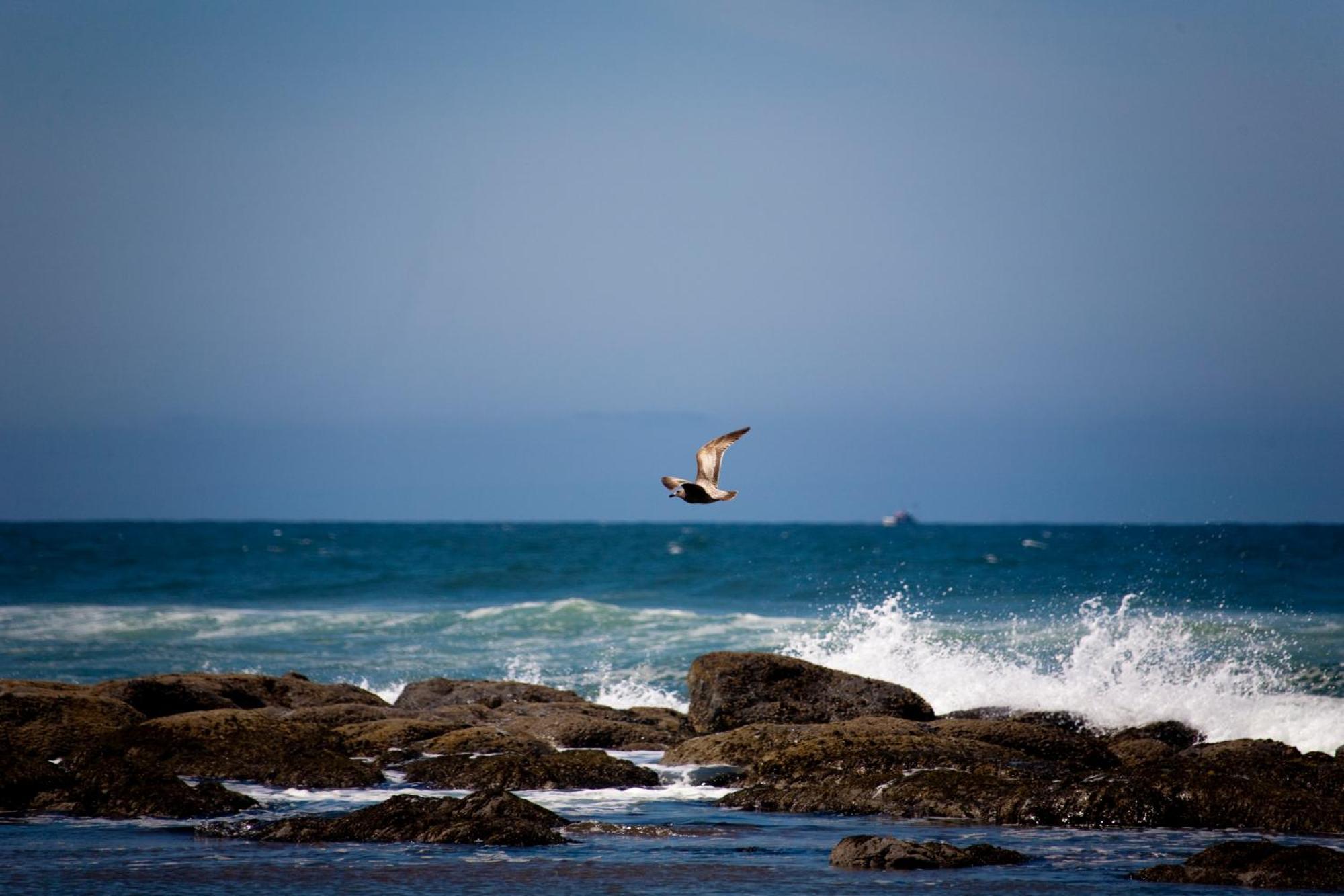 The Coho Oceanfront Lodge Lincoln City Exterior foto